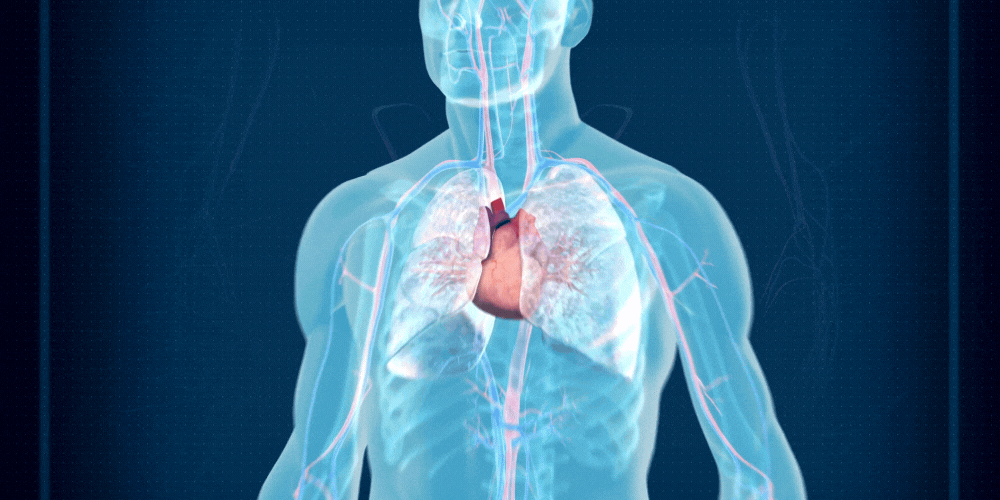 Qu'est-ce que l'hypertension artérielle et comment l'identifier ?